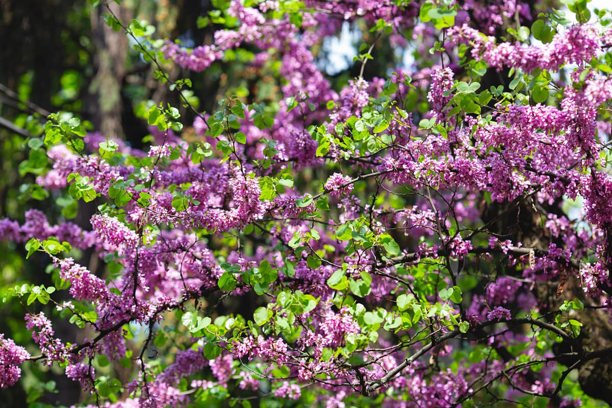 A lush redbud tree covered in vibrant pink edible wild flowers, with numerous green leaves interspersed among the blossoms.