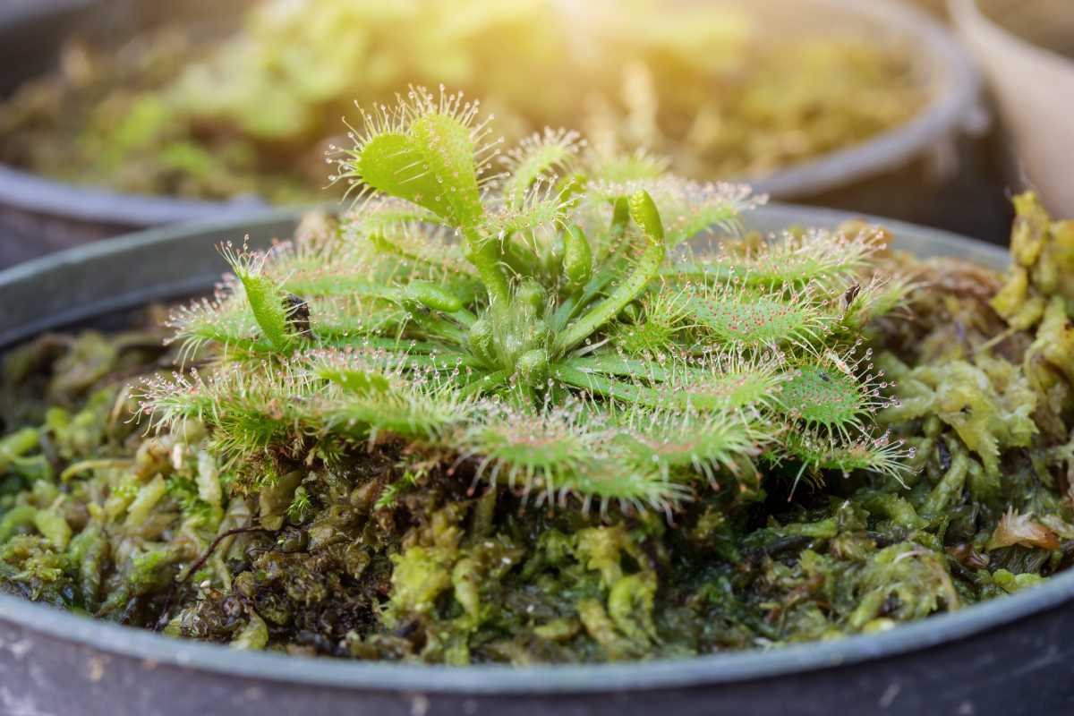 A round-leaved sundew plant in a pot, displaying its green leaves covered with hair-like structures topped with sticky droplets. 