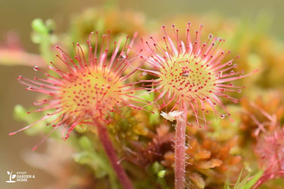 Round Leaved Sundew Plant