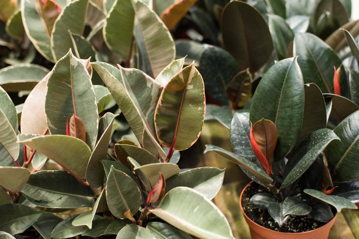 Several rubber plants with dark green leaves, some of which have reddish or purple undersides. 