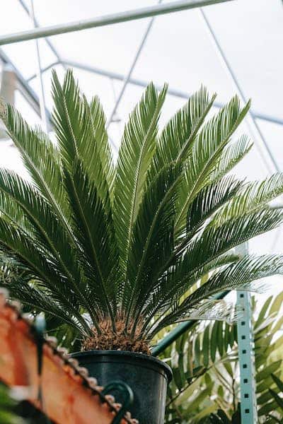 Sago Palm