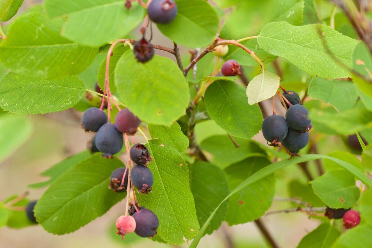 A saskatoon bush, one of the edible berry bushes, with clusters of ripe and unripe berries among green, elongated leaves.