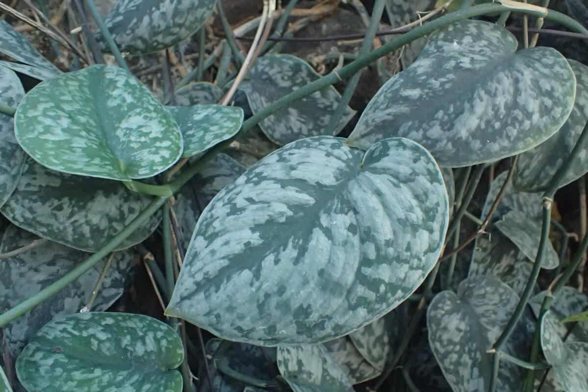 Satin Pothos