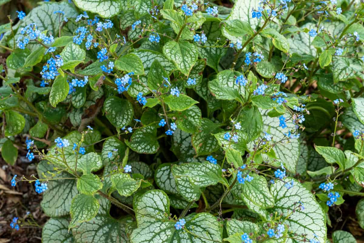 Siberian Bugloss