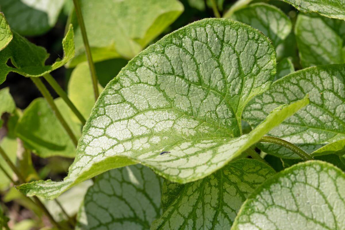 A close-up of the intricately designed leaves of a Siberian Buglos that resemble that of Hosta leaves