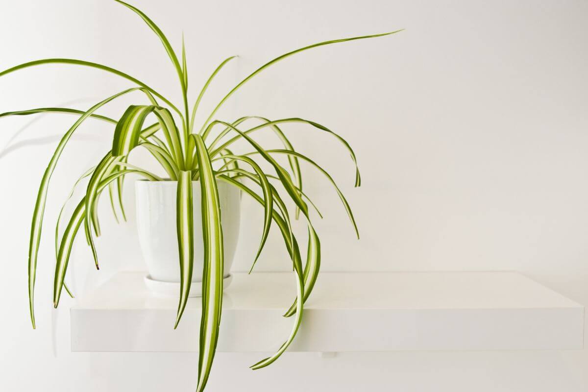 A green spider plant with long, arching leaves sits in a white pot on a minimalist white shelf against a plain, white wall. This air purifying plant has leaves with a distinct green color and lighter stripes running along the center.