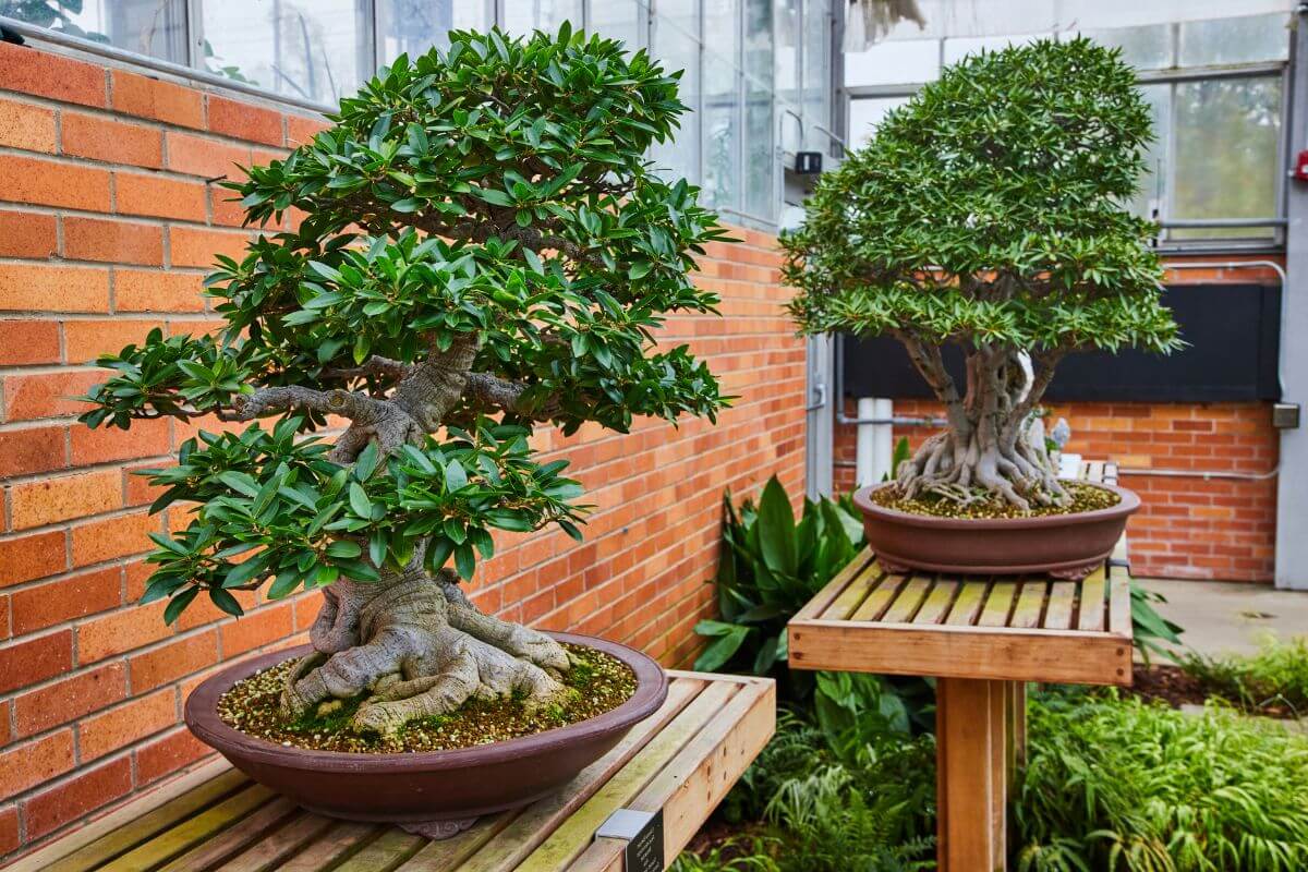 A pair of beautiful bonsais on wooden platforms in a home garden