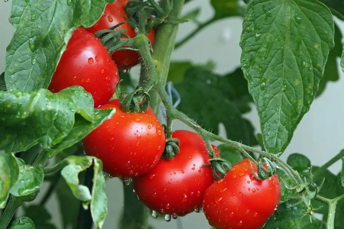 A cluster of ripe red tomatoes hangs from a green vine amidst lush leaves, all covered in droplets of water. 