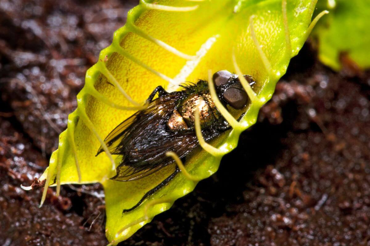 A close-up of a Venus flytrap leaf that has caught its food, a fly.