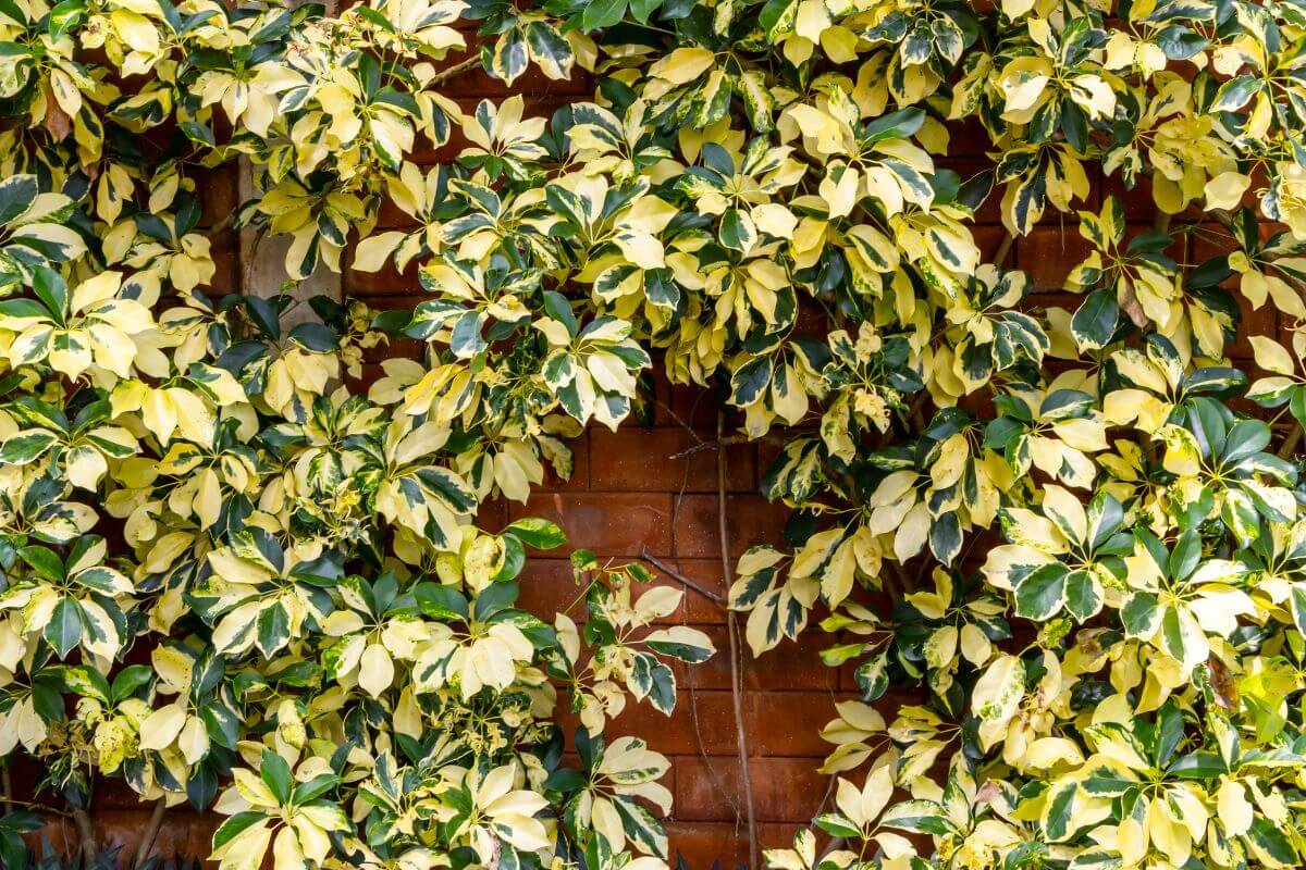 A brick wall overgrown with lush, Umbrella Plant featuring predominantly green leaves with yellow edges. The dense foliage, including some plants with aerial roots.