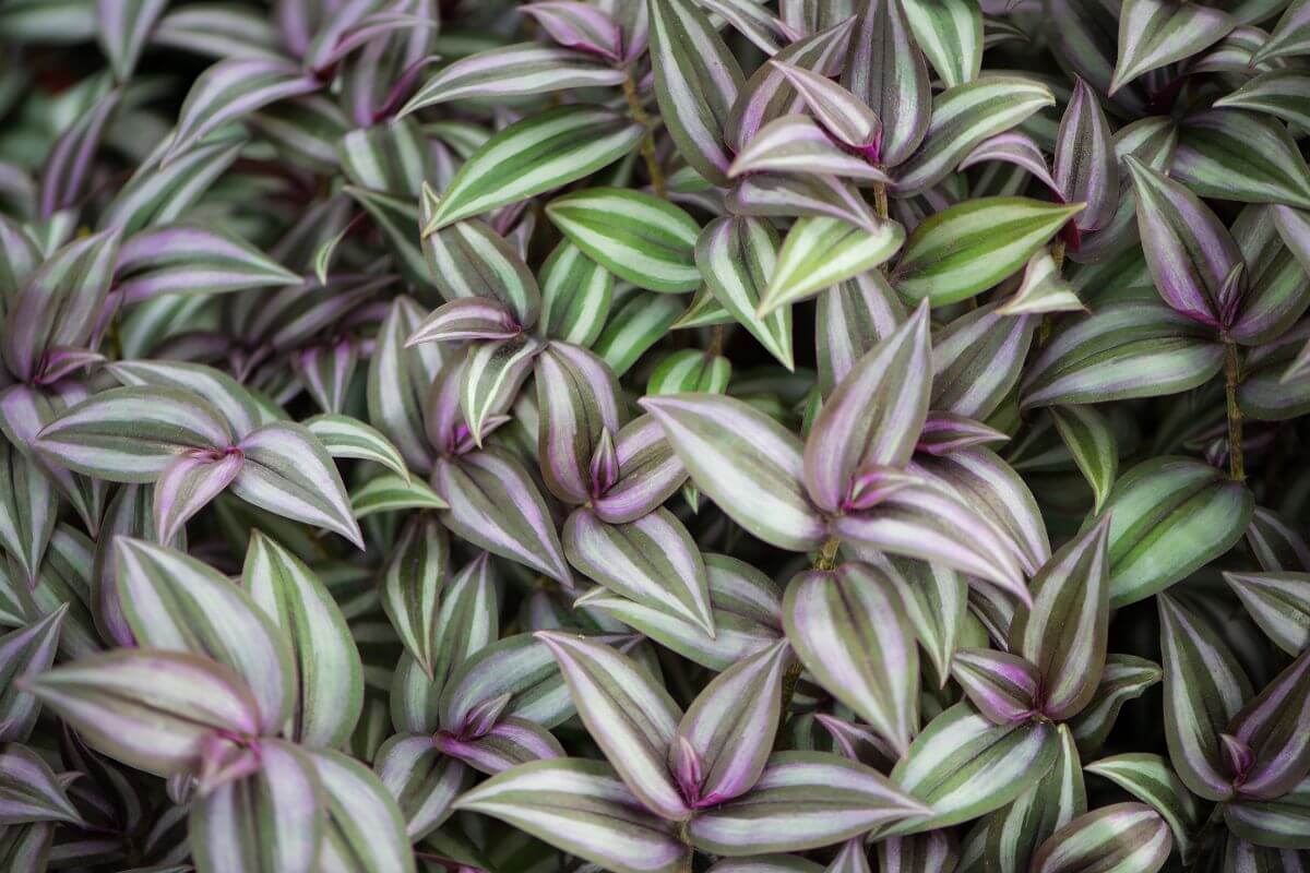 Close-up of a cluster of wandering jew plants, displaying their distinctive leaves with parallel purple and green stripes.