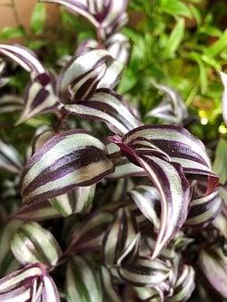 Wandering Jew Plant Best Window Plant