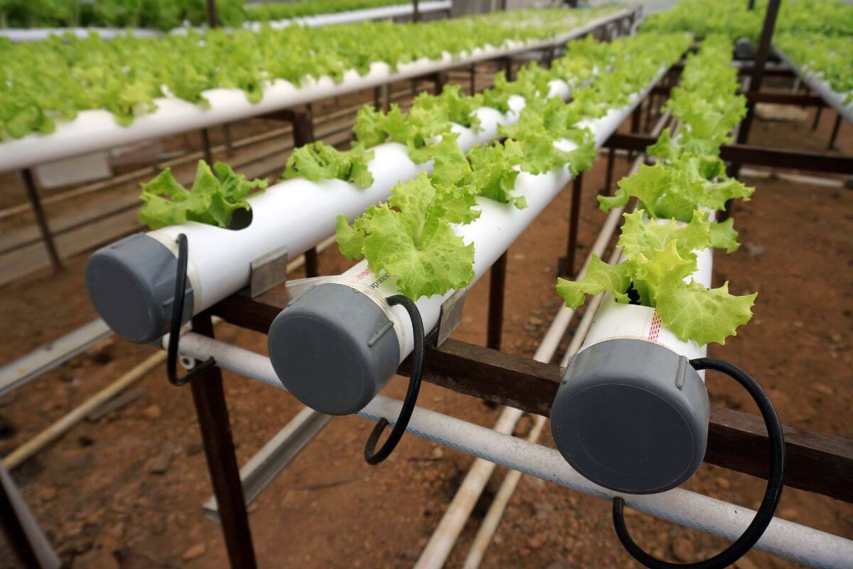 Hydroponic lettuce plants growing in long white pipes arranged in rows demonstrate what is hydroponics.