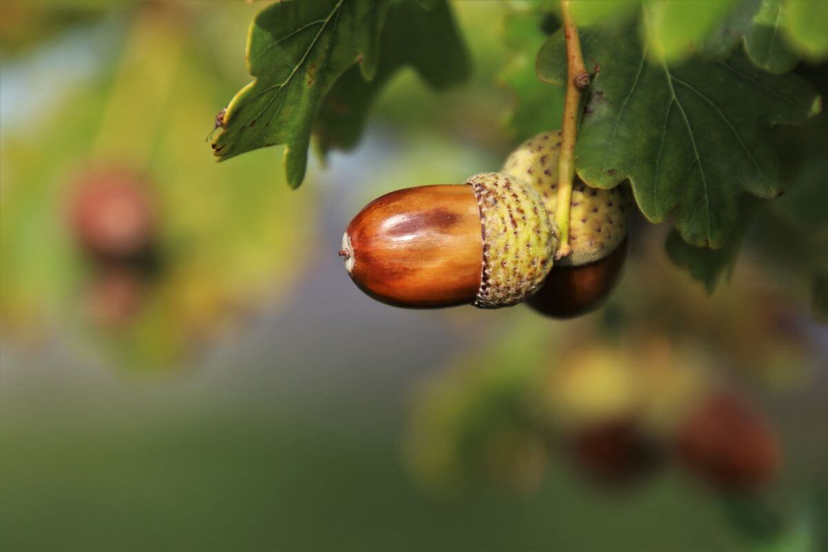 A shiny brown acorn, one of the many edible winter plants, partially enclosed in a textured yellow-gold cap, hanging from a white oak tree branch. 