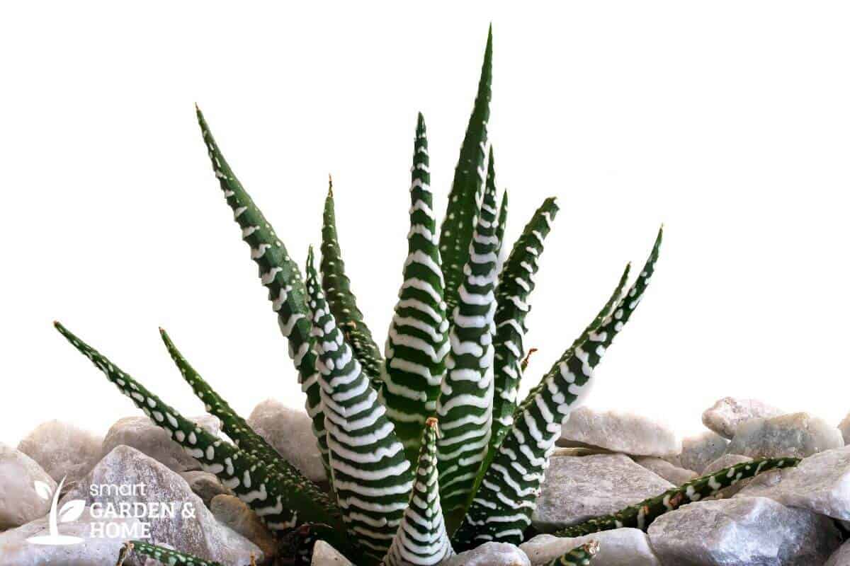 Zebra Cactus