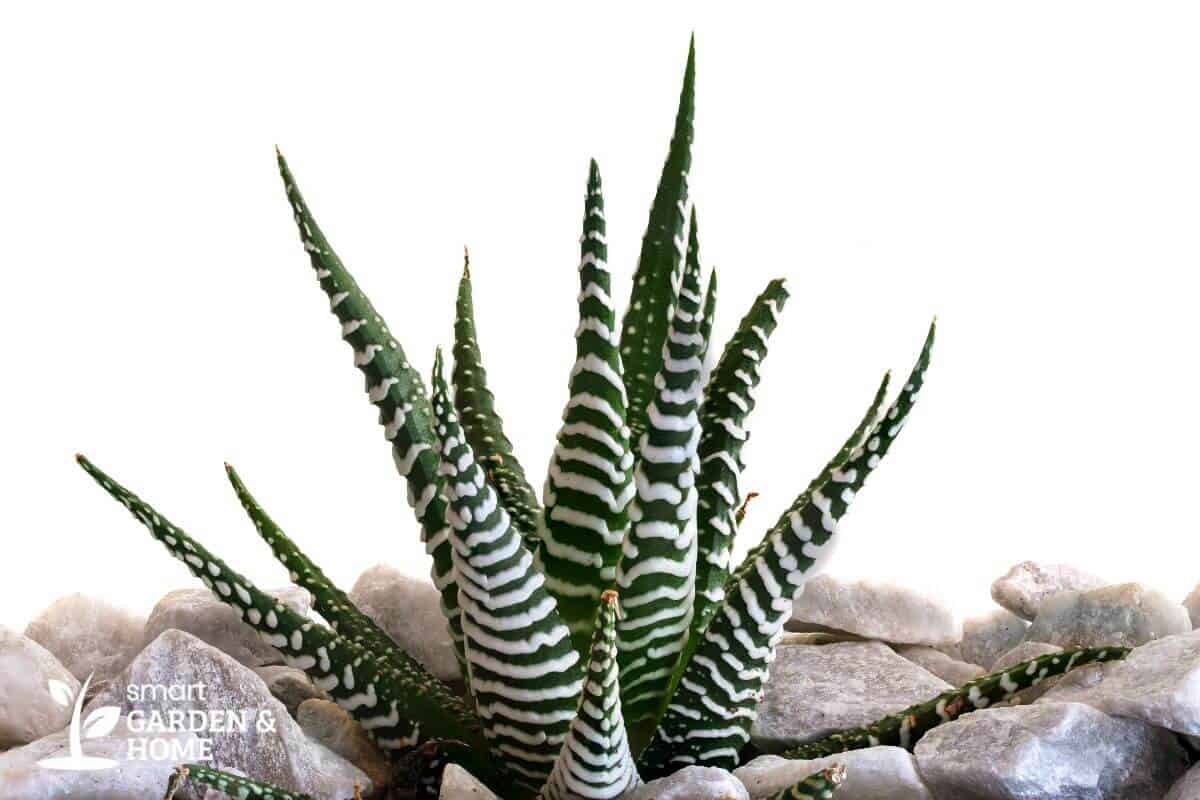 A small zebra cactus with thick, green leaves featuring white horizontal stripes, nestled among white rocks.