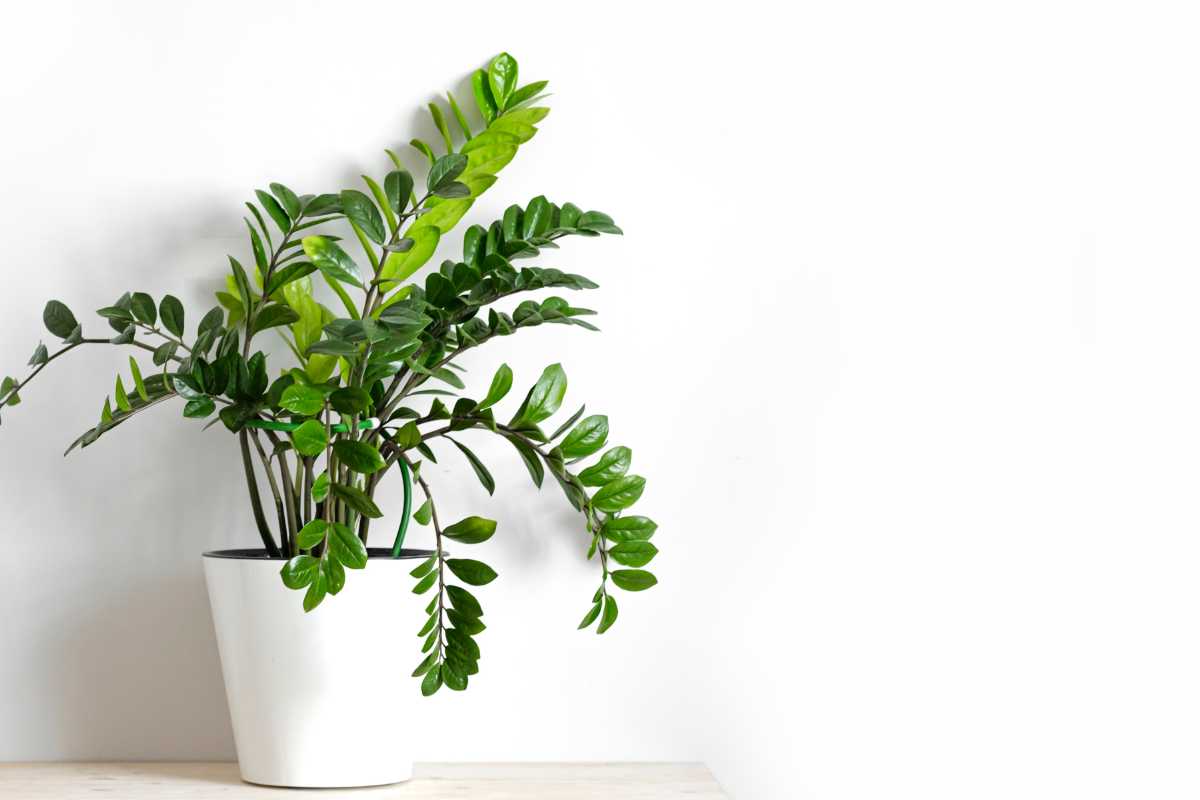 A lush green ZZ plant with waxy, oval-shaped leaves is potted in a simple white planter.