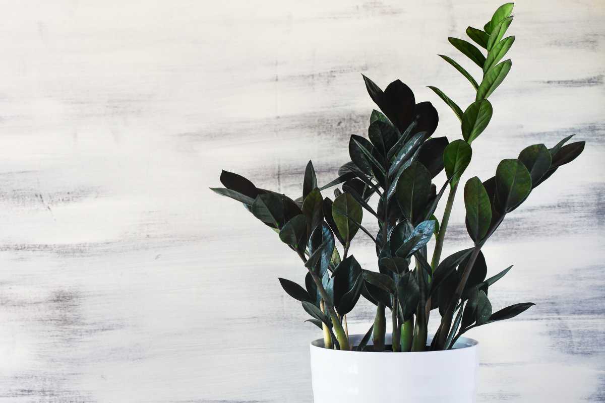 A green ZZ plant with shiny, dark green leaves in a white pot against a light gray, textured background. 