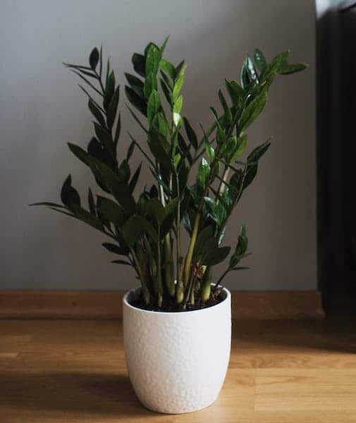 ZZ Plant For Offices With No Windows