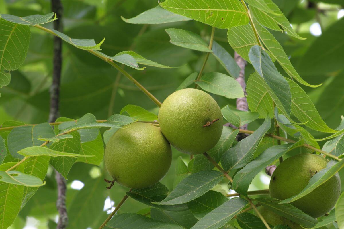 Shot of two black walnuts hanging from a branch, surrounded by lush green leaves. 