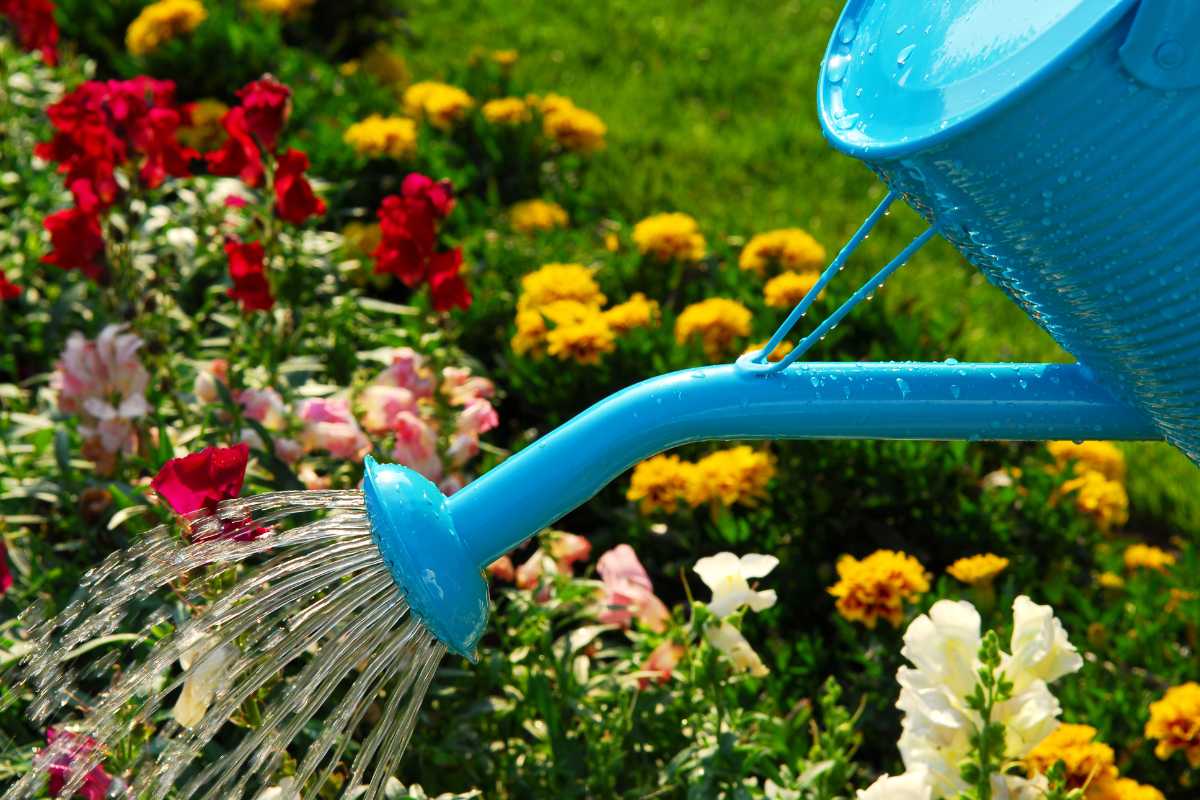 A blue watering can sprinkles water onto a vibrant flower bed with various colorful flowers, including red and yellow blooms, and plants that repel mosquitoes.