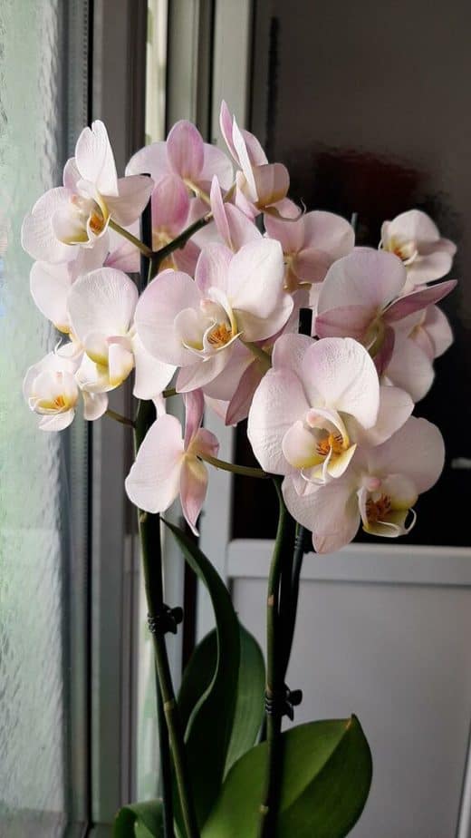 Orchid Plants Colorful Houseplant