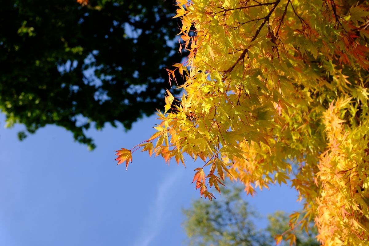 Branches of coral bark maple tree with vibrant yellow and orange leaves and red stem stretch into a clear blue sky.