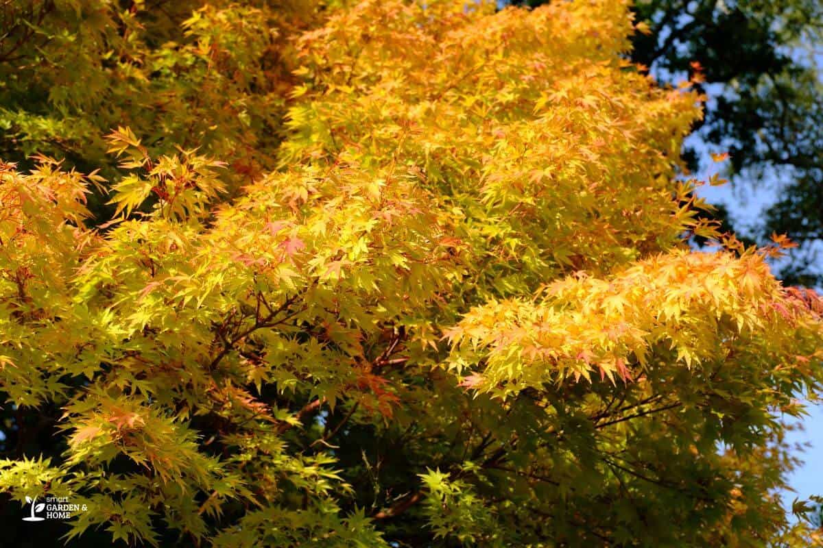 Coral Bark Maple Tree