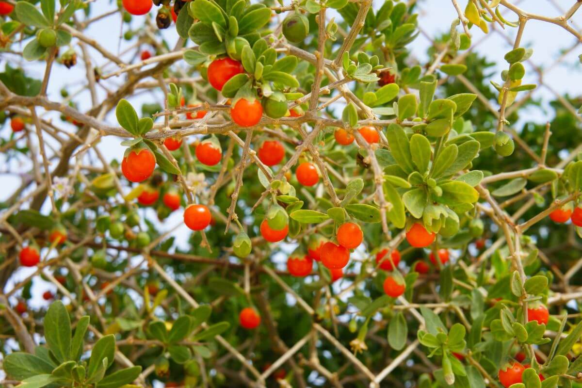 Branches of edible berry bushes laden with bright orange goji berries and green leaves.
