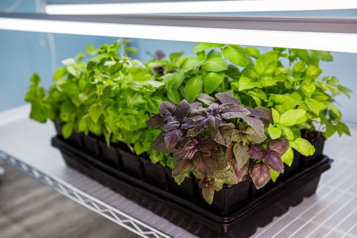 A shelf lined with small pots of fresh, green and purple basil plants under bright LED grow lights, set against a light blue wall in an indoor gardening setup.