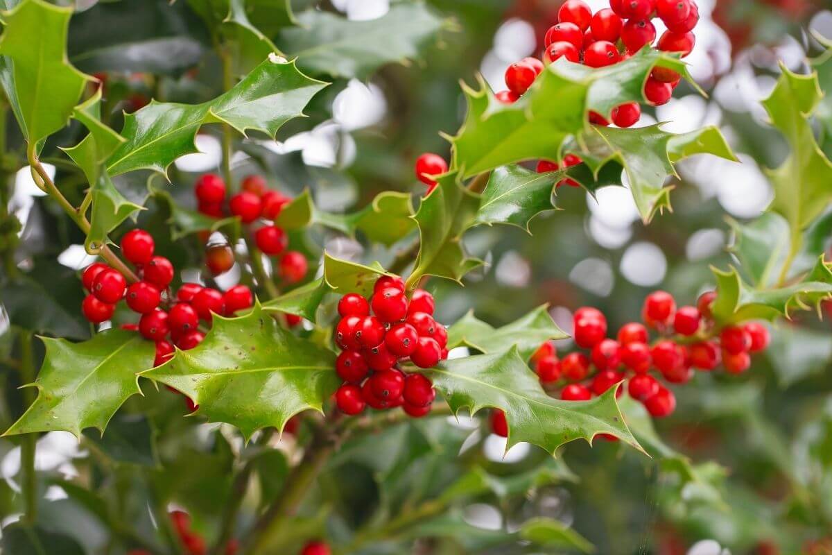 A holly branch featuring bright red, poisonous wild berries and spiky, glossy green leaves.