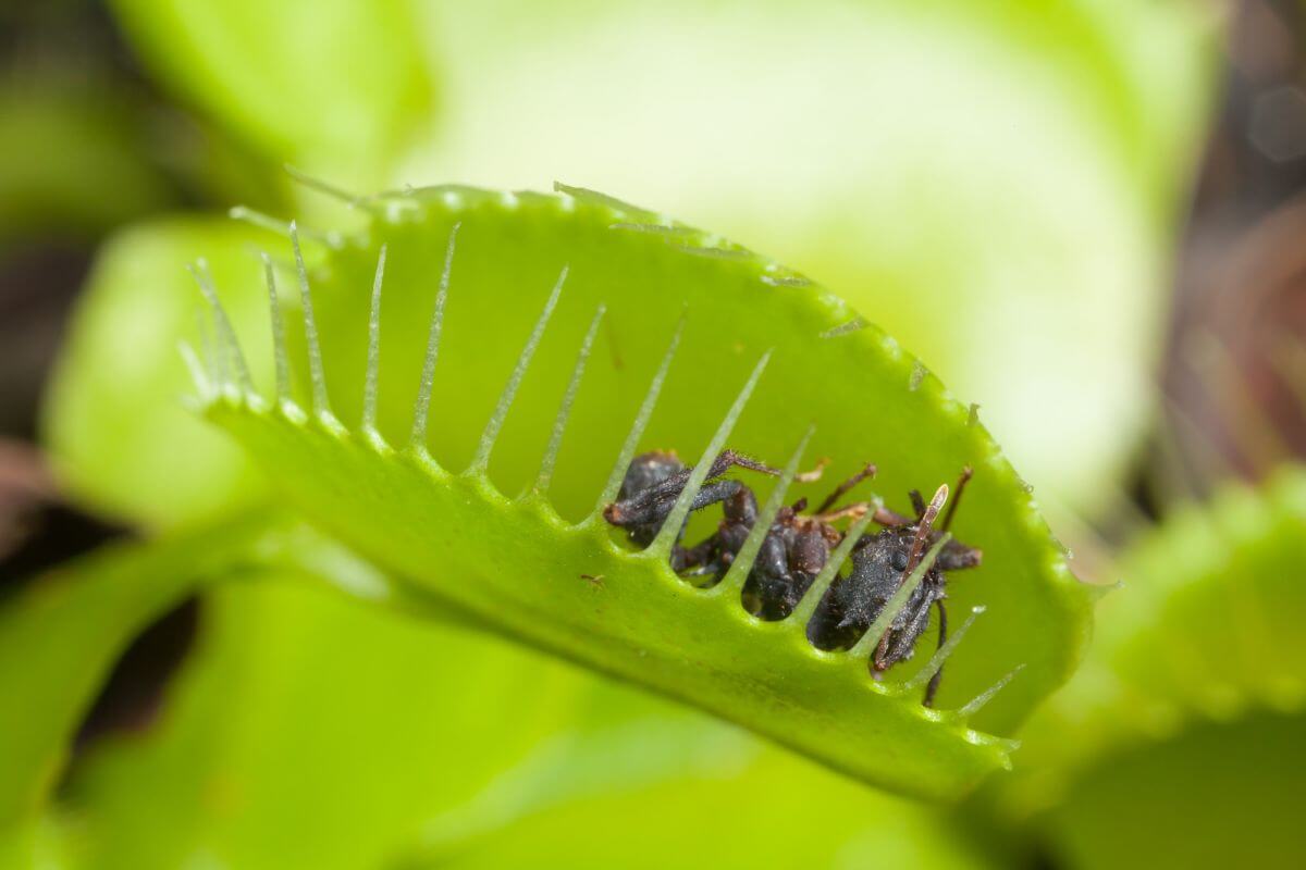 Close-up of a Venus flytrap with its trap closed around three black ants, showcasing its green, spiky edges.