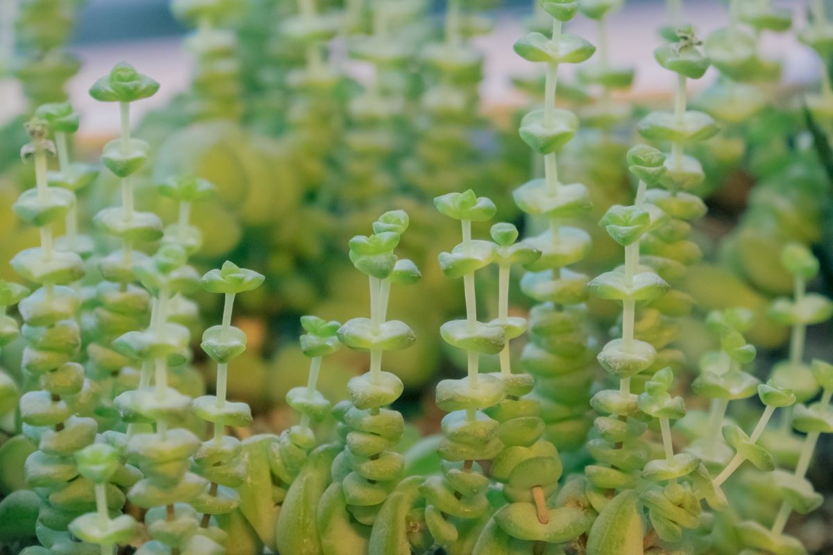 Close-up of multiple small green jade plants with chubby, layered leaves growing on thin stems.