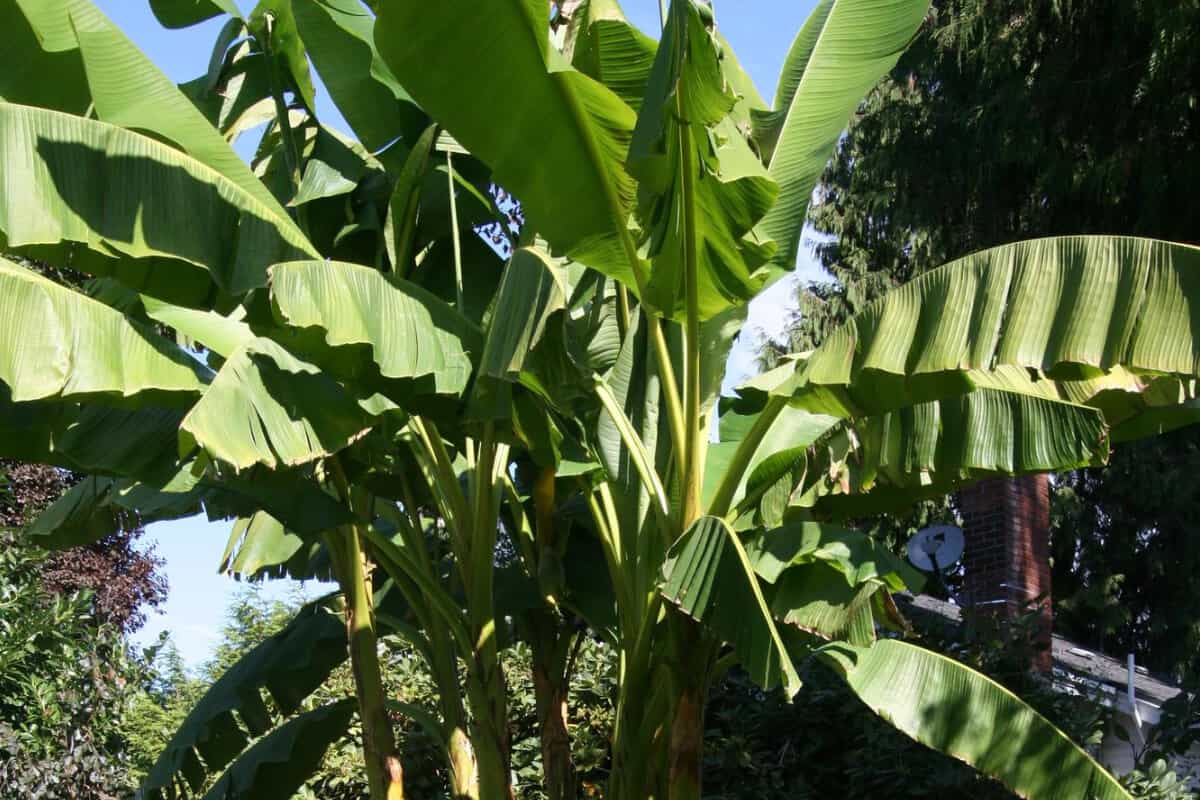 Japanese Fiber Banana