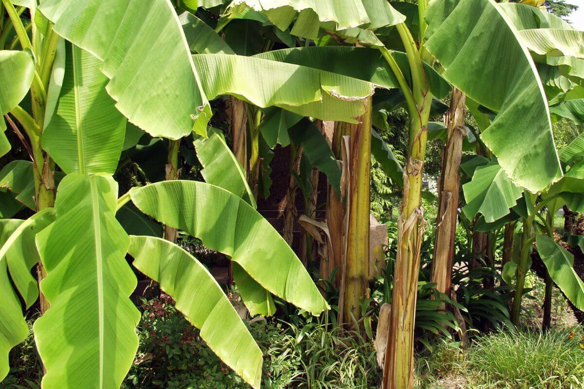 A cluster of Japanese fiber plants, featuring broad, elongated, and lance-shaped leaves