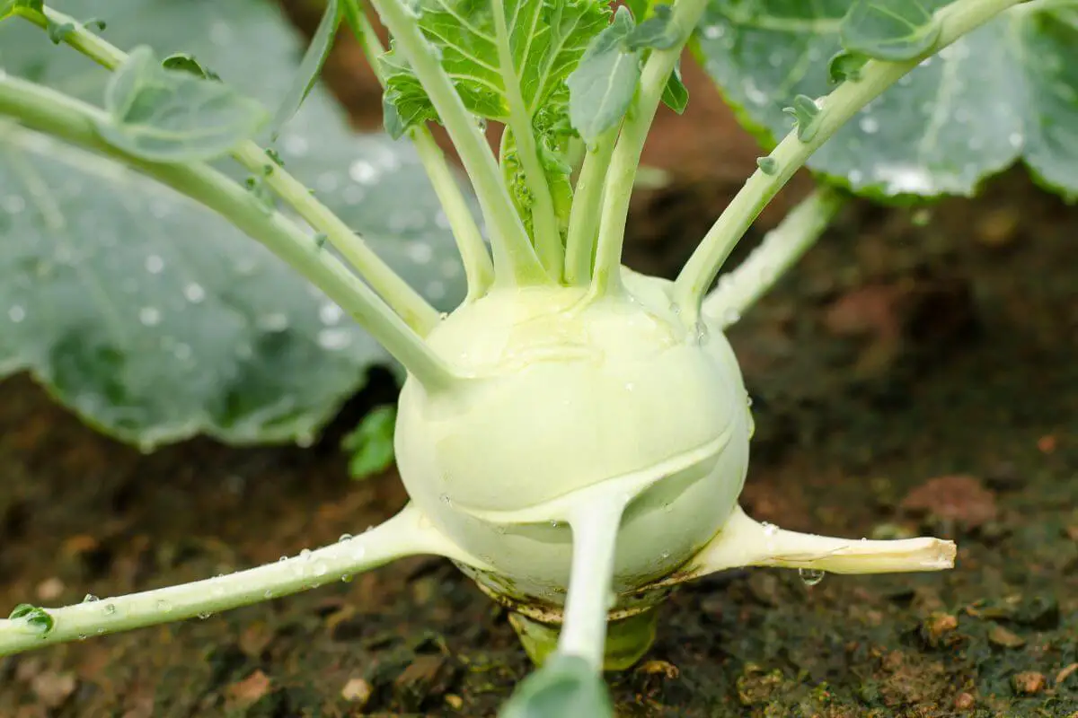 A kohlrabi plant, one of the fall edible plants, growing in soil.