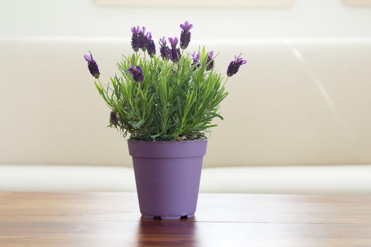 A small lavender plant with purple flowers and green foliage in a matching purple pot sits on a polished wooden surface. 