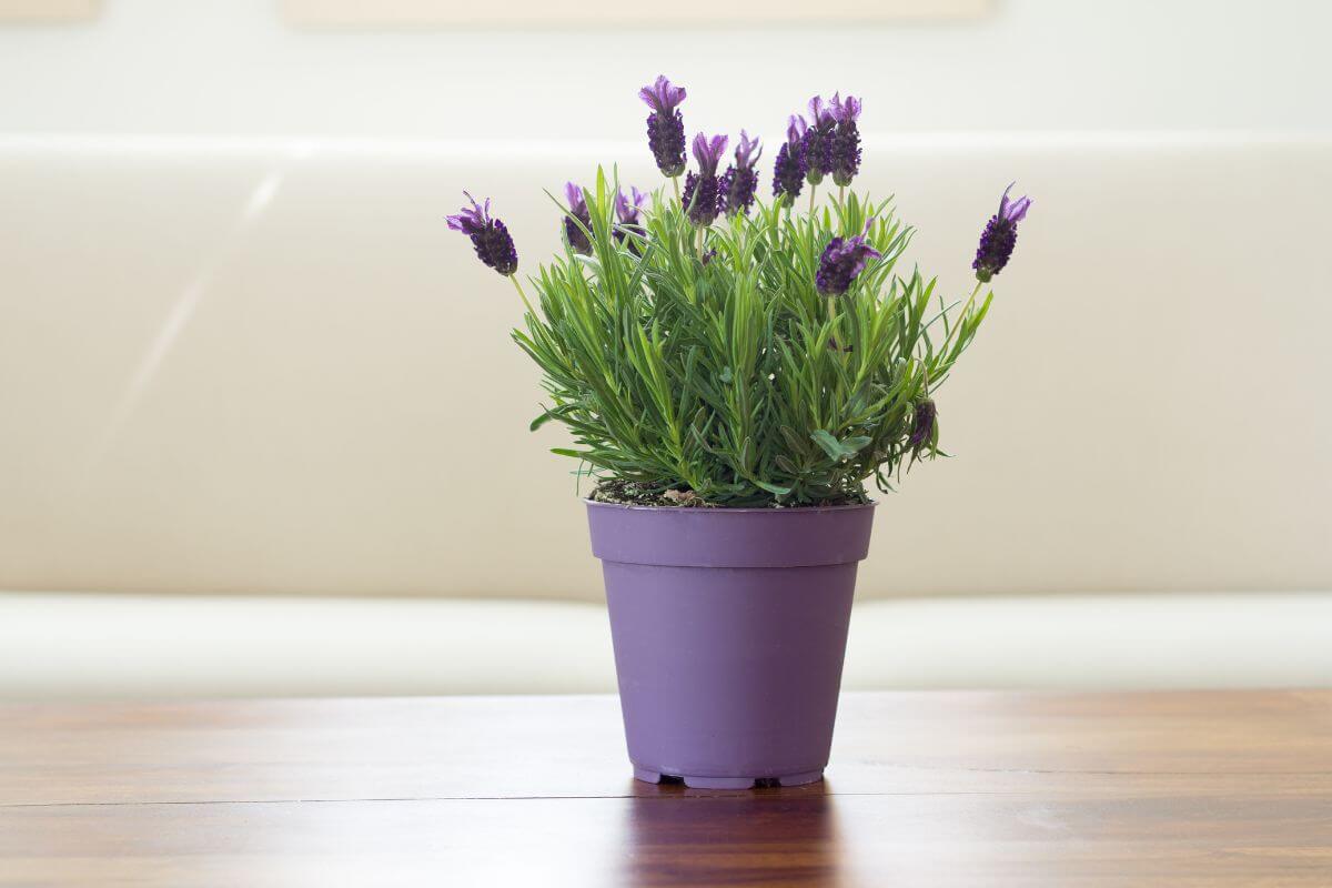 A small lavandula plant boasts vibrant purple flowers in a lavender-colored pot on a wooden table.