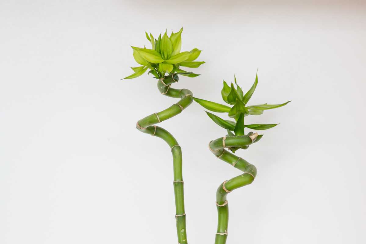 Two green lucky bamboo with light green leaves grow in a twisting manner against a plain white background.