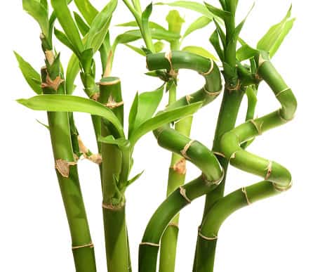 Lucky Bamboo Plant Most Common and Popular Houseplant