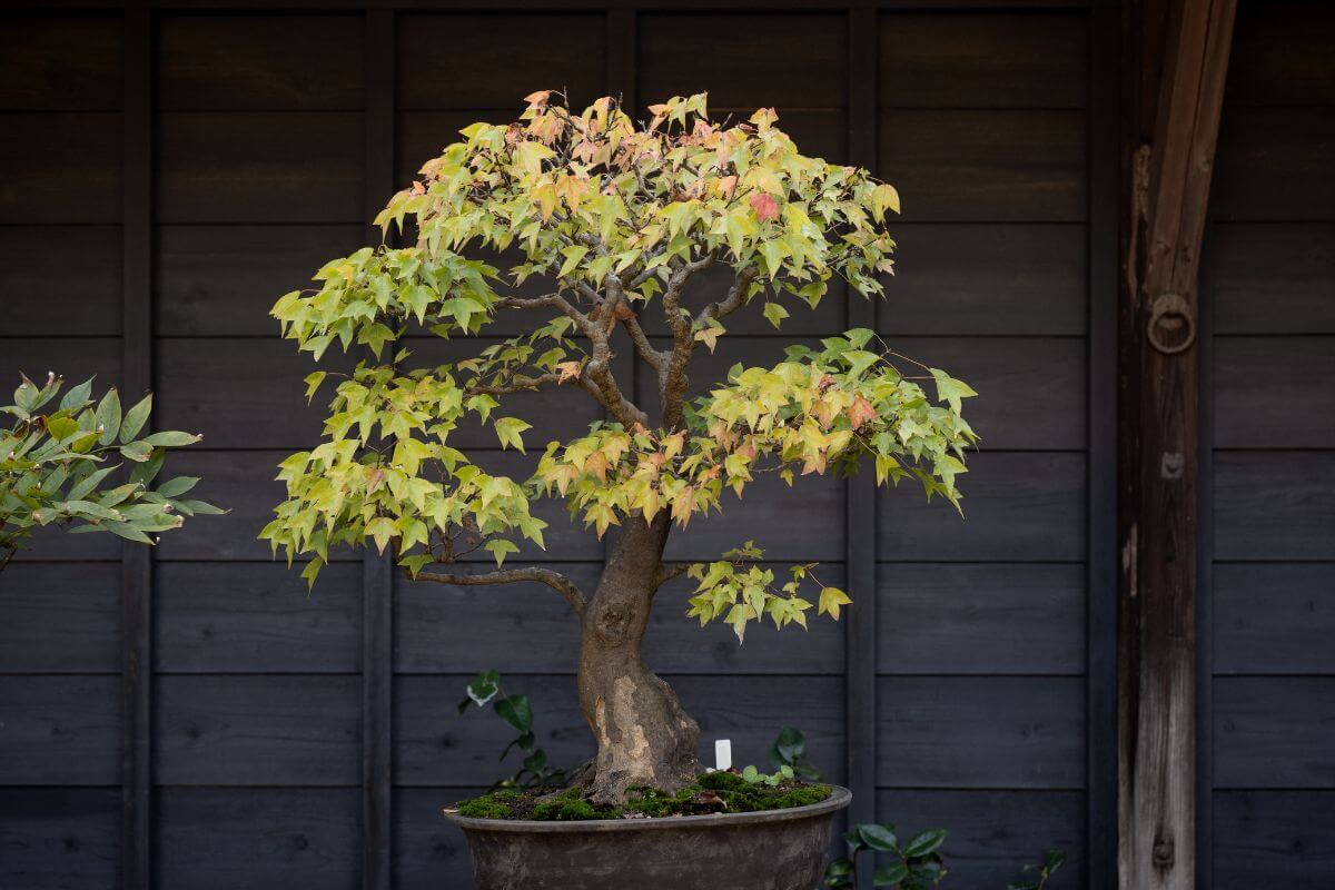 A potted maple bonsai tree with a thick trunk and green leaves tinged with yellow and red stands against a dark wooden wall.