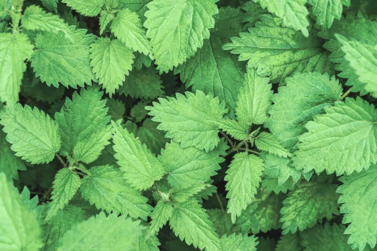 A cluster of green stinging nettle leaves, one of the wild edible plants.