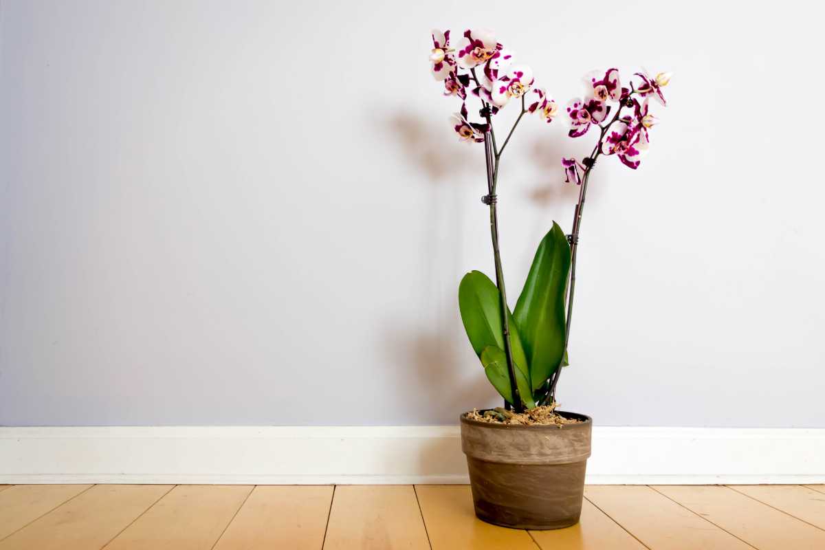 A potted orchid plant with two stems of vibrant purple and white flowers stands on a wooden floor against a light gray wall. 