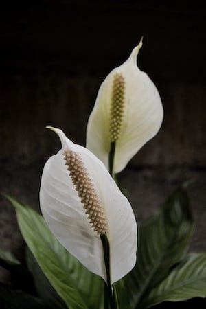Peace Lily Plant Low-Light Houseplant