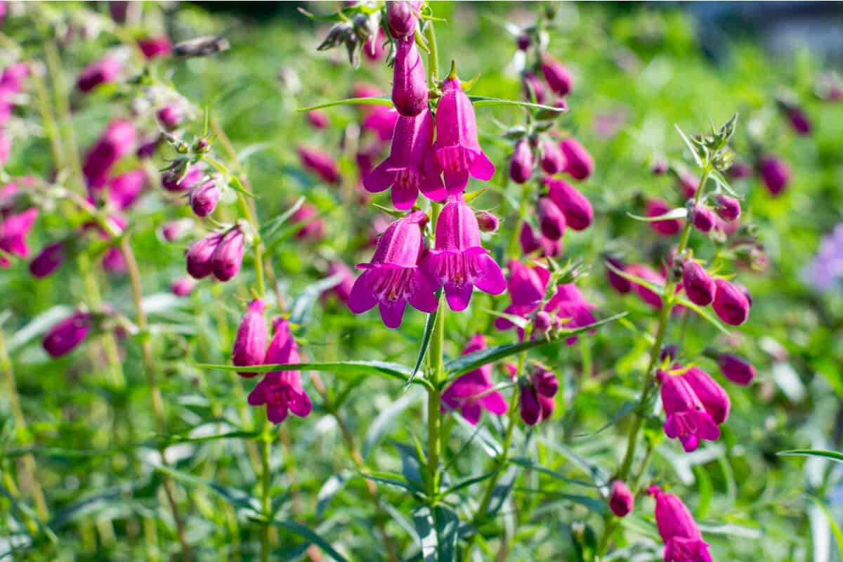 Penstemon Plants