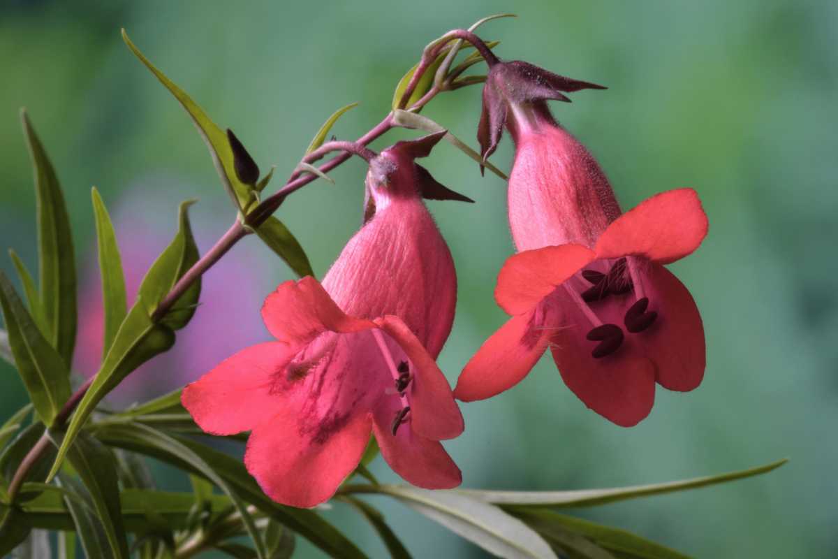 Vibrant red penstemon flowers with pointed petals and dark stamens, hanging from a slender green stem with elongated leaves. 