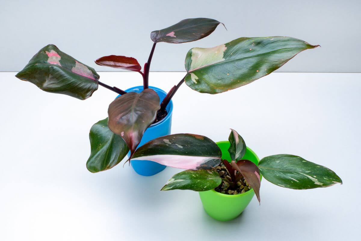 Two potted philodendron pink princess with large, broad leaves, featuring dark green and pinkish hues, sit on a white surface.