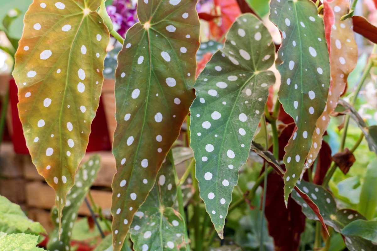 A Polka dot Begonia plant. The leaves are elongated and have varying shades of green, yellow, and reddish hues, set against a blurry background of other plants.