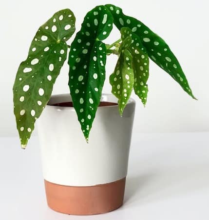 Polka Dot Begonia Cool and Unique Houseplant