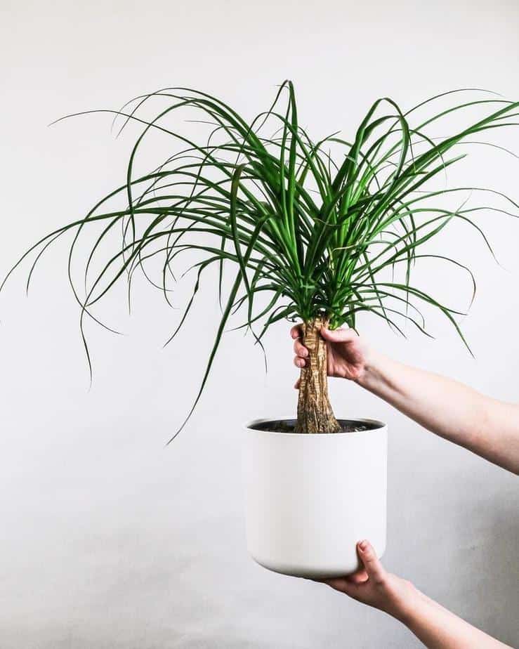 Ponytail Palm Best Indoor Plant